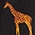 Savannah Summer Nights Shirt